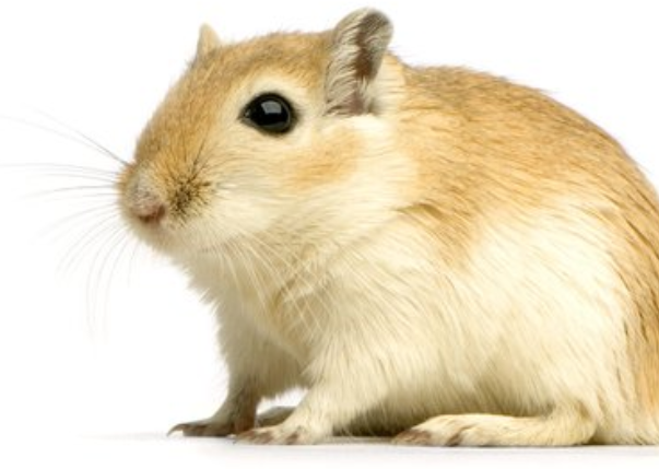 红尾沙鼠性格好吗放在一起养会不会打架