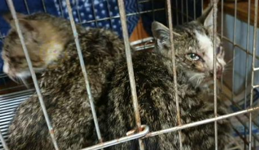 室外的箱子里“长猫”了，看见猫咪的样子后，我忍不住泪流满面
