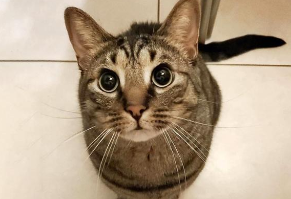 武汉同事冒险帮忙喂猫，猫咪走失后，反遭主人发帖吐槽！