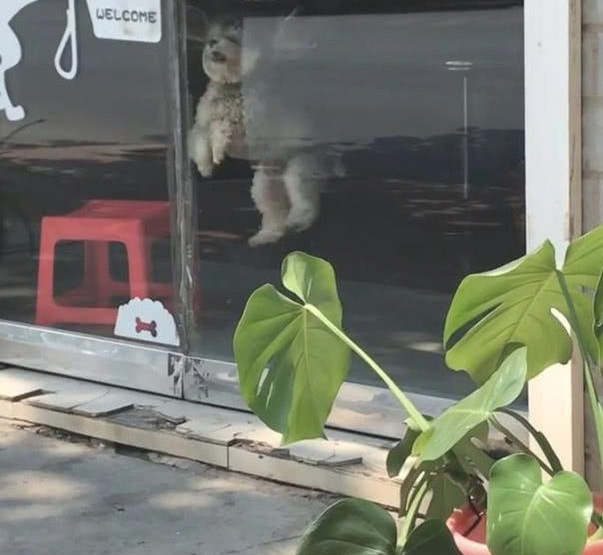 女子将狗丢宠物店，离去三钟头后再回家，狗：主人，你总算来啦