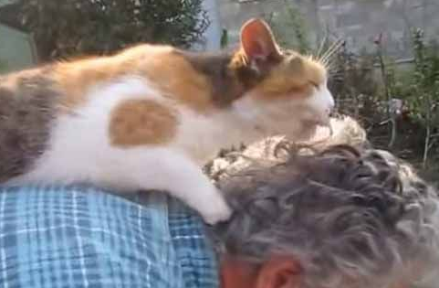 猫奴弯腰忙园艺 喵星人跳背上忘情地蹭蹭舔舔好满足