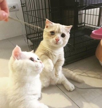 为了猫孙子们的健康 阿公戒21年烟瘾