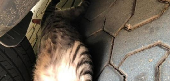 猫咪光天化日碰瓷豪车,表情到位演技精湛,不给小鱼干就不走! 猫咪光天化日碰瓷豪车,表情到位演技精湛,不给小鱼干就不走!