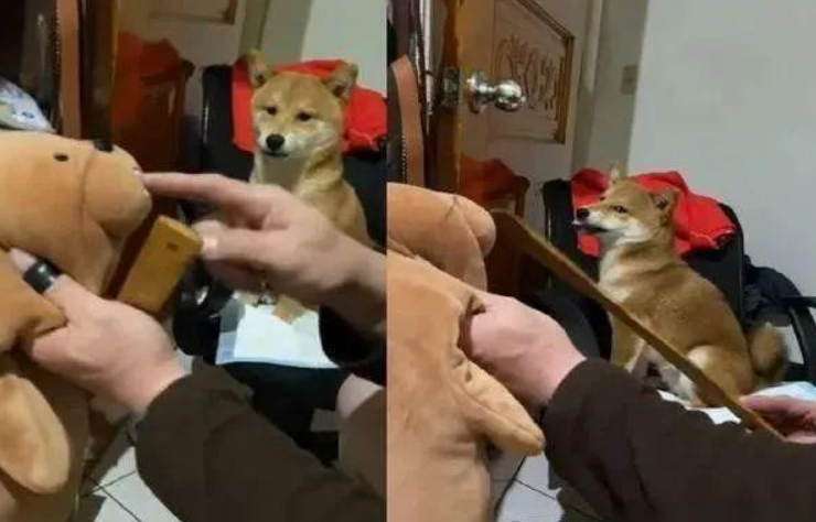以便文化教育咬人的柴犬,主人用这招确实合理喔 以便文化教育咬人的柴犬,主人用这招确实合理喔