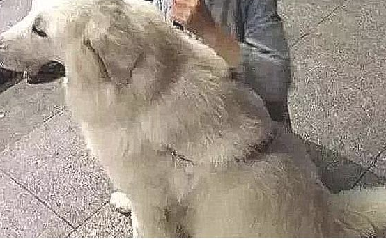 女孩不管不顾家人抵制,收养又脏又丑的流浪狗,2月后狗狗极致成长 女孩不管不顾家人抵制,收养又脏又丑的流浪狗,2月后狗狗极致成长