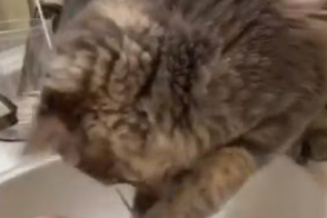养猫千日用在一时 猫咪手伸水孔帮马麻勾出戒指 养猫千日用在一时 猫咪手伸水孔帮马麻勾出戒指