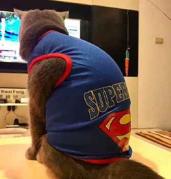萌猫穿大号2XL超人装变紧身衣 魁武背影被拍下 萌猫穿大号2XL超人装变紧身衣 魁武背影被拍下