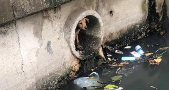流浪狗为觅食误入桥洞，路人无动于衷，直到一个女孩出现
