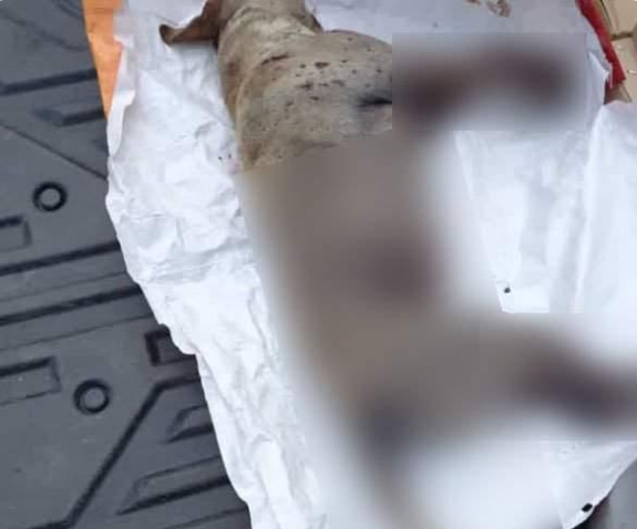 半盲流浪母狗被射杀，全身50多个弹孔，曾经午夜吠叫吓跑小偷