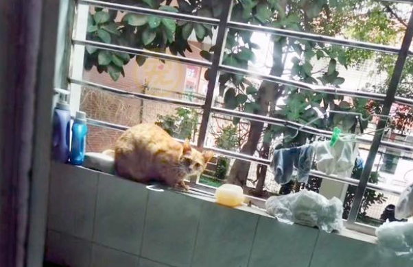 流浪猫不吃不喝守在窗外,紧盯屋内不愿离开,竟源于母亲的本能 流浪猫不吃不喝守在窗外,紧盯屋内不愿离开,竟源于母亲的本能