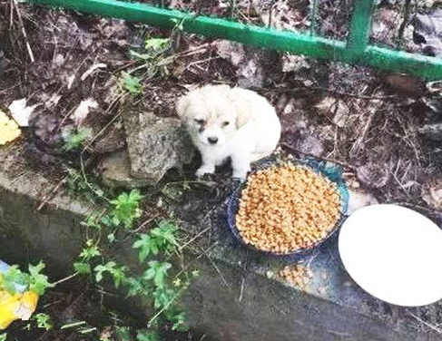 1只挨饿的小奶狗,喂它食材却视而不见,见到目光时鼻子一酸 1只挨饿的小奶狗,喂它食材却视而不见,见到目光时鼻子一酸