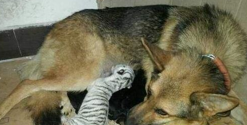 德国牧羊犬当奶妈 喂养刚出生的小白虎