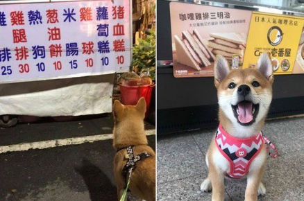 好便宜！超萌柴柴看价格表若有所思