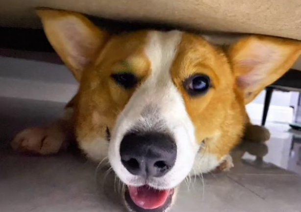 宠物版变形计，柯基犬走丢被带到山上守鸡，回家后秒变乖狗狗
