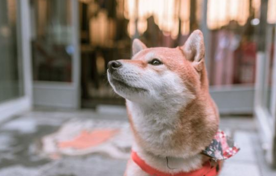 柴犬自动送上门，一群人争着认领，想不到全是冒充的！