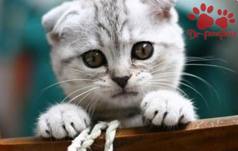 普安特:猫咪出现泪痕现象是什么原因?如何预防泪痕出现 普安特:猫咪出现泪痕现象是什么原因?如何预防泪痕出现
