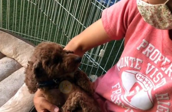 主人未给贵宾犬绝育，5年后3只变为50只，各个骨瘦如柴形如拖把