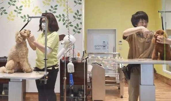 狗狗抵触宠物用品店，除开担心以外，也有这几类将会缘故
