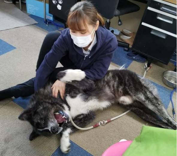 秋田犬陪主人上班总爱撒娇,近80斤却还觉得自己是个宝宝 秋田犬陪主人上班总爱撒娇,近80斤却还觉得自己是个宝宝