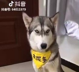 主人拿掉幻像鸡腿 汪汪瞬间从天堂掉到地狱