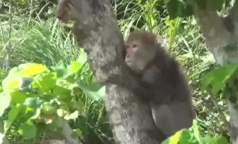 野生猕猴闯民宅觅食 抓狂咬伤8月大女婴