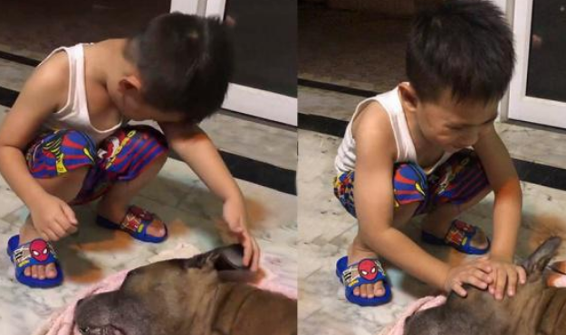 陪他长大的爱犬因病离世，男孩泪流不止，我舍不得你走！