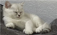 猫拉出绦虫后肚子里还会有绦虫吗