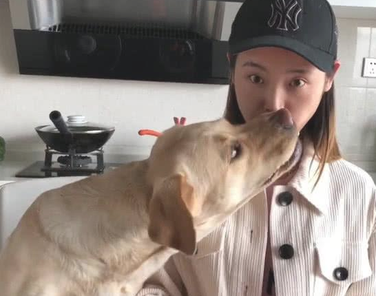 拉布拉多抢吃功力升级，作出的姿势十分猖狂，主人家当场不淡定