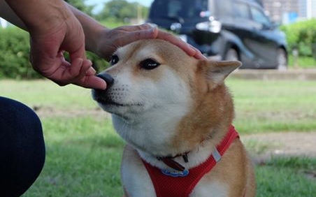 失去双肢不放弃 柴犬靠轮椅继续奔跑 失去双肢不放弃 柴犬靠轮椅继续奔跑