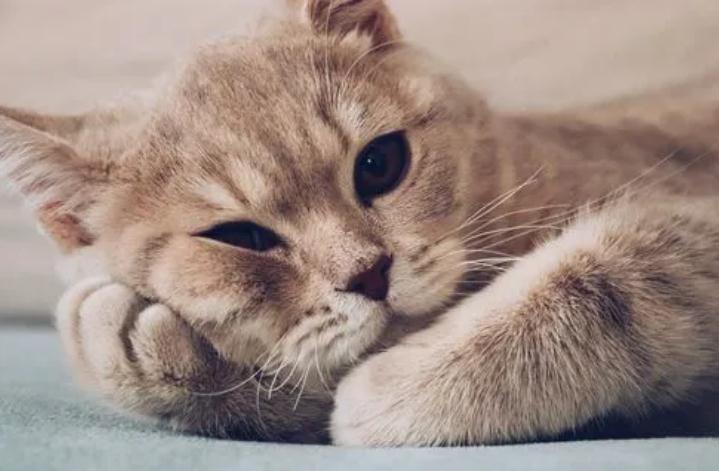 猫瘟几天后会有所好转 猫瘟几天后会有所好转