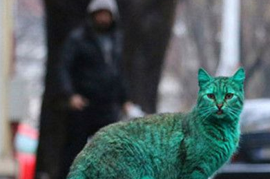 一隻全身翠綠色的貓咪牽動大家的心原因震驚所有人