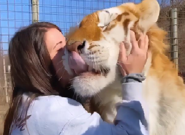 妹子撸大老虎,它不抗拒还十分享受!网友:比我家猫咪还亲人! 妹子撸大老虎,它不抗拒还十分享受!网友:比我家猫咪还亲人!
