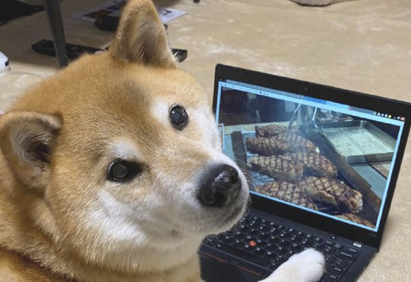 柴犬若有所思盯着电脑显示屏看，主人家过去一瞧就笑了，简直大吃货啊