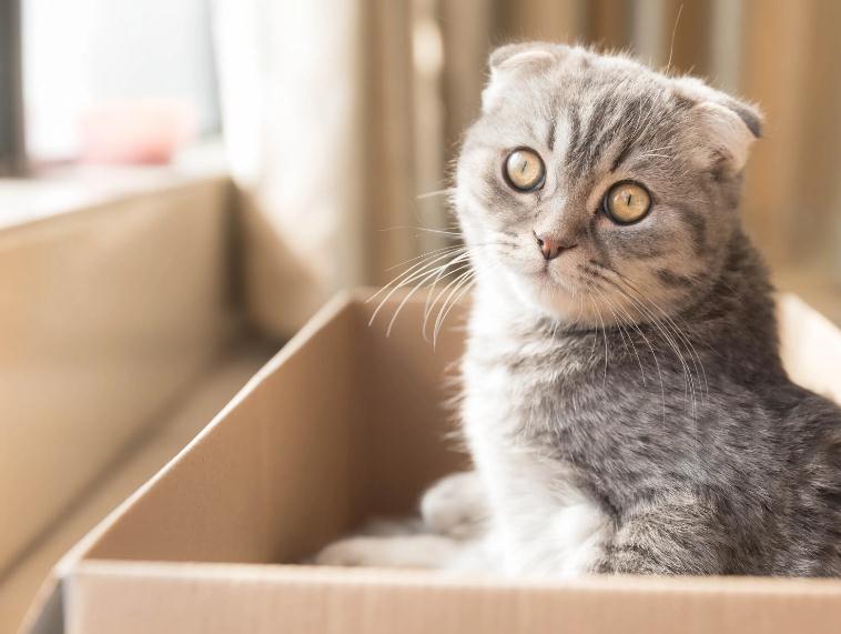 小猫咪眼睛分泌物多眼睛睁不开是怎么回事