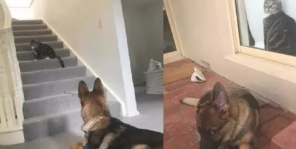 自小跟猫学的!德牧犬跳上椅子,皱眉头硬挤,饲主:每个都要试坐 自小跟猫学的!德牧犬跳上椅子,皱眉头硬挤,饲主:每个都要试坐