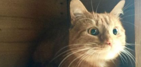 抛锚发现引擎盖有猫 暖男超耐心安抚