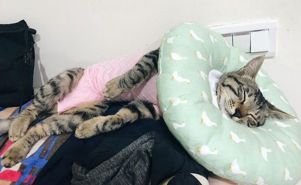 虎斑猫偷穿亮眼粉红色洋装 马麻傻眼:这是要去哪 虎斑猫偷穿亮眼粉红色洋装 马麻傻眼:这是要去哪
