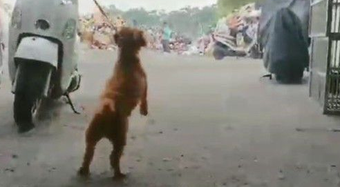 贵宾犬因主人家有新生儿 陪伴8年被弃养