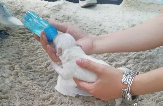 女生捡到只没睁开眼睛的小奶狗，给它喂牛乳后，一看这情况她后悔不已