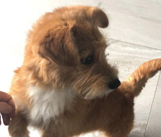 溜达时身旁跑来只流浪狗，女生的一个手式，它的主要表现确实令人心痛