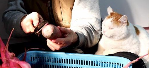 光是看照片就快热泪盈眶！猫叔陪伴老奶奶超暖心