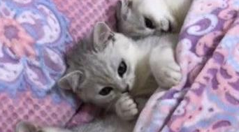 三只小奶猫偷溜进卧室，整整齐齐躺在被窝里，一只竟在吃手