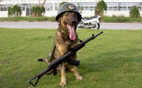 退役的军犬怎么处理？