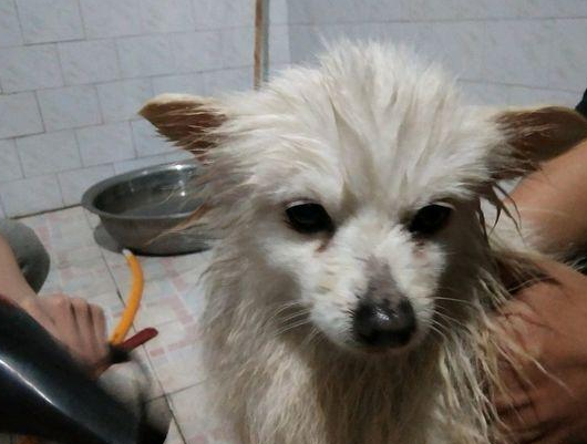 道上一不小心踢到流浪犬，见到它转身离开的目光，女生一脸心痛