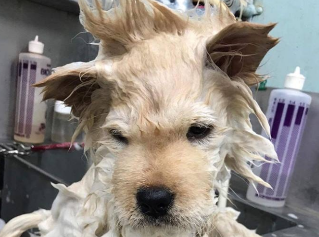 松狮犬太肥被取笑,冼澡后1秒破谣传,下场好尷尬! 松狮犬太肥被取笑,冼澡后1秒破谣传,下场好尷尬!