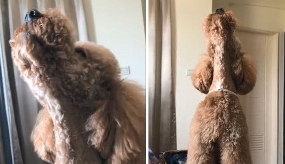 贵宾犬Boss想出门散步 学哈士奇叫声表示抗议