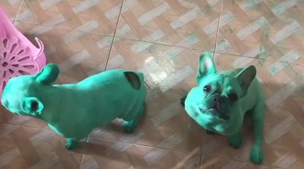 2只斗牛犬深更半夜闯进餐厅厨房,为自己染了全身绿 2只斗牛犬深更半夜闯进餐厅厨房,为自己染了全身绿