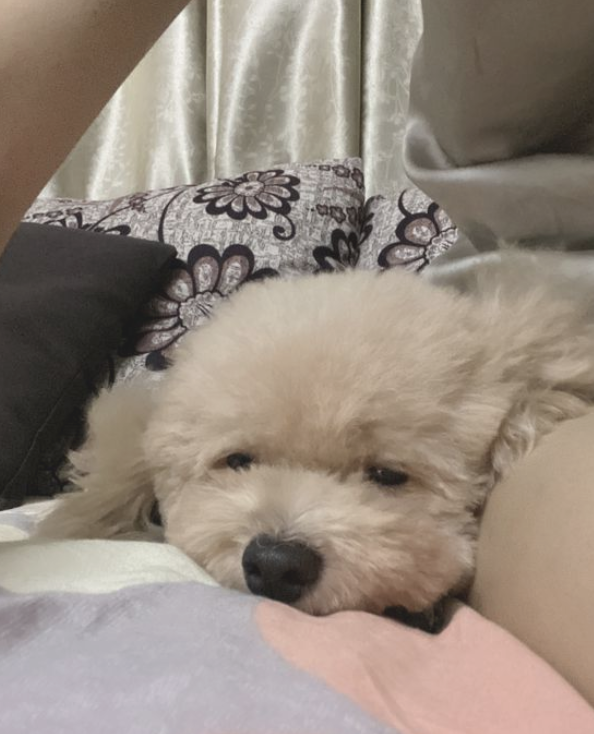 泰迪是网友的“垃圾桶”,它承担各种各样负能量 泰迪是网友的“垃圾桶”,它承担各种各样负能量