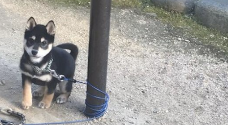 要是把柴犬拴起來，它就会把牵引绳绕两圈盘绕起來，狗：利害吧！
