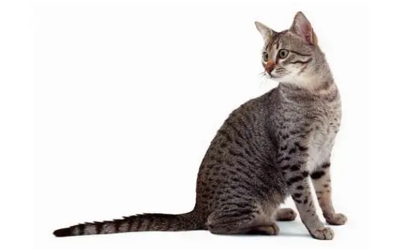 埃及猫为什么会得视网膜炎？铲屎官们了解一下！
